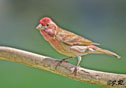 Carpodacus mexicanus